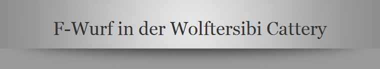 F-Wurf in der Wolftersibi Cattery